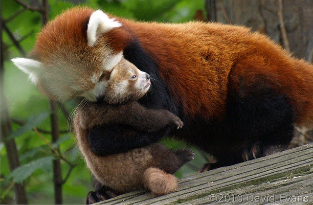 red panda baby costume