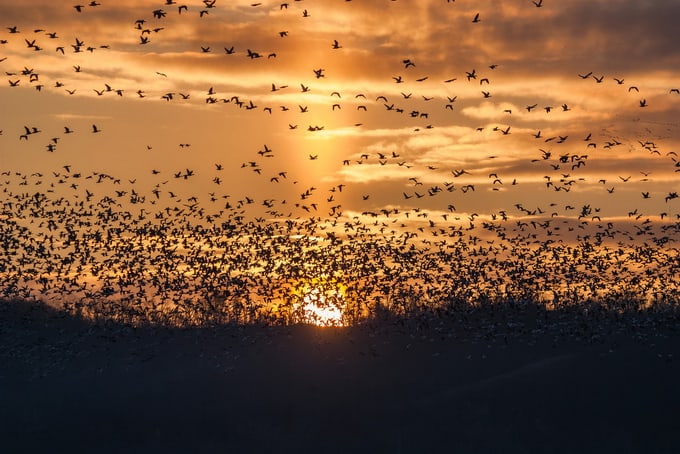 sun pillar and geese