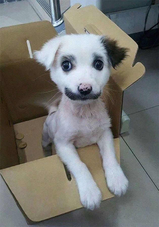 animalswmustache02
