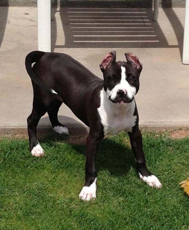 animalswmustache12