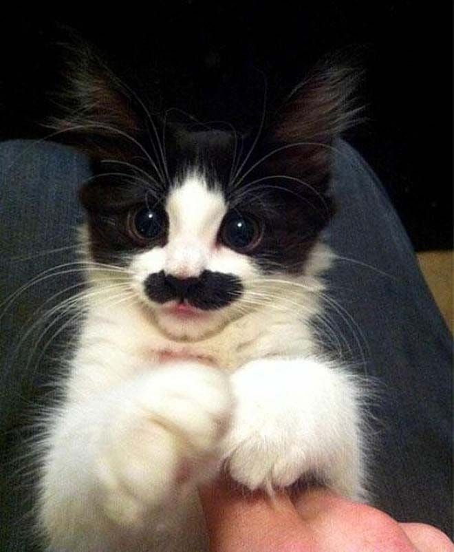 animalswmustache13