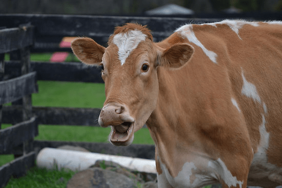 cow