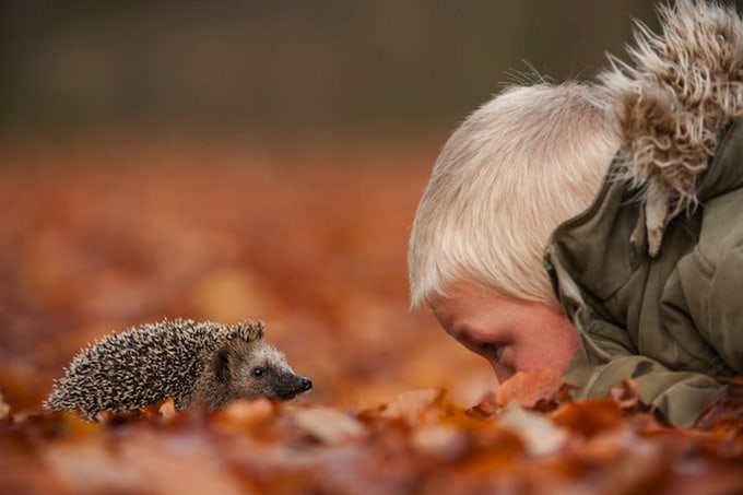 Photographer Edwin Kats european hedgehog (erinaceus europeaus) looking at child