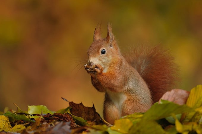 Photographer Edwin Kats red squirrel (sciurus vulgaris) on forest ground