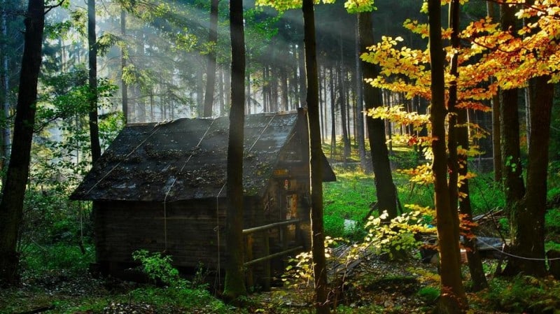 forest_house_1