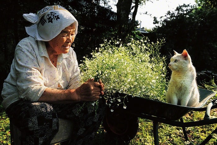 grandmother-and-cat-miyoko-ihara-fukumaru-11