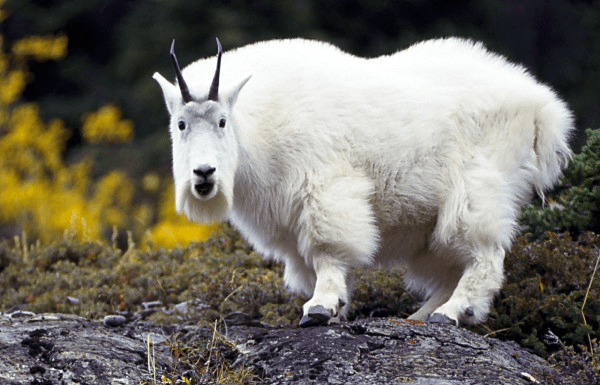 mtn-goat