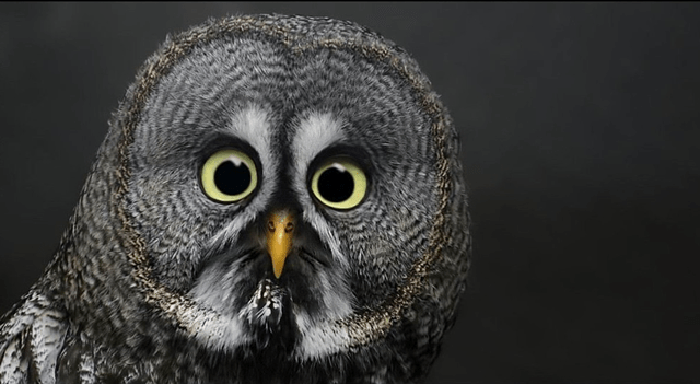 owl3