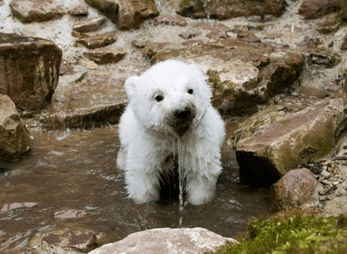 polar-bear