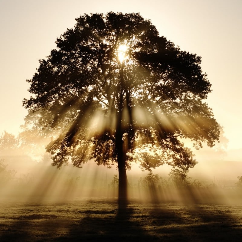 tree with sunlight Top 20 Earth Pictures found on StumbleUpon