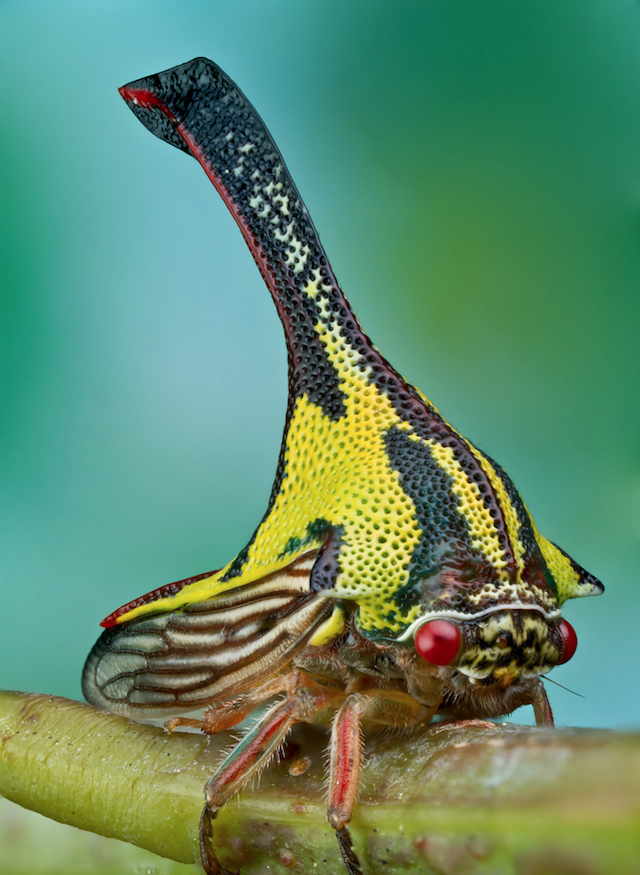 22 Weird Creatures That You’ve Probably Never Seen animalyoudontknow_wcth04