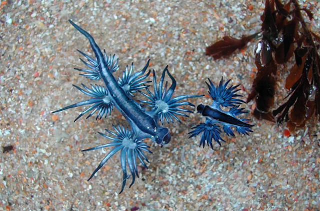22 Weird Creatures That You’ve Probably Never Seen animalyoudontknow_wcth07_2