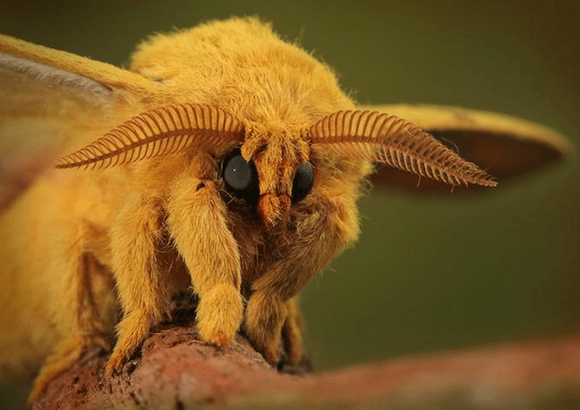 22 Weird Creatures That You’ve Probably Never Seen animalyoudontknow_wcth09_1