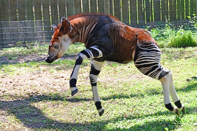 22 Weird Creatures That You’ve Probably Never Seen animalyoudontknow_wcth15_1