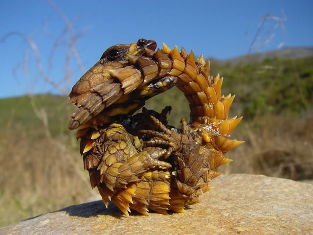 22 Weird Creatures That You’ve Probably Never Seen animalyoudontknow_wcth17