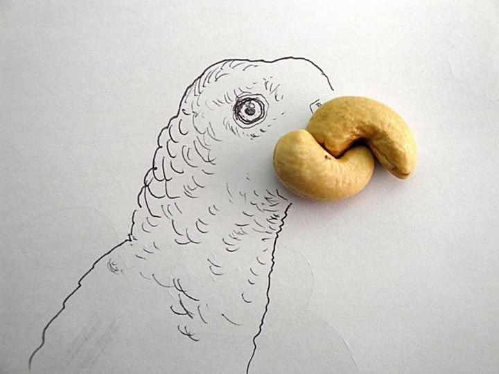 bird