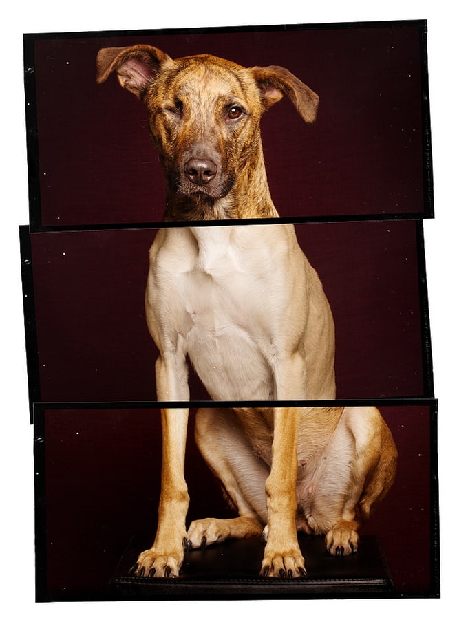 elkevogelsang00