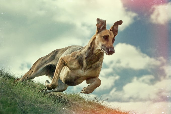 elkevogelsang04