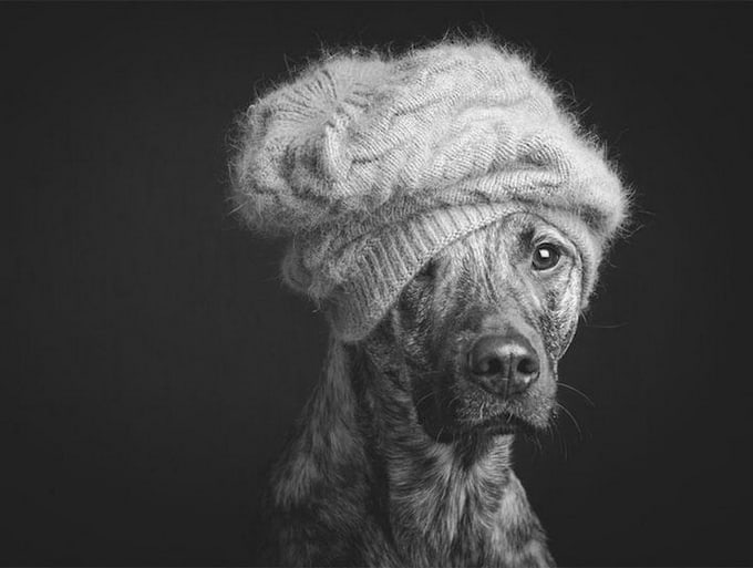 elkevogelsang11