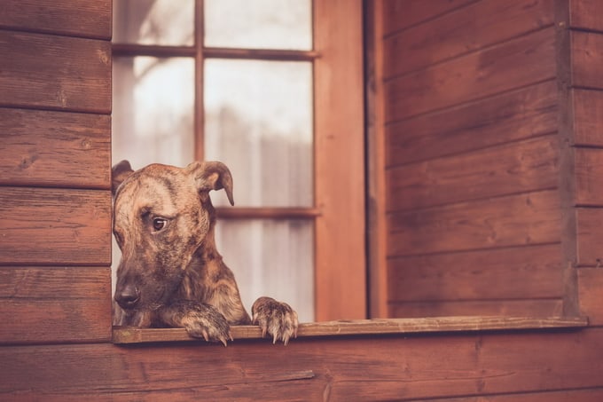 elkevogelsang17