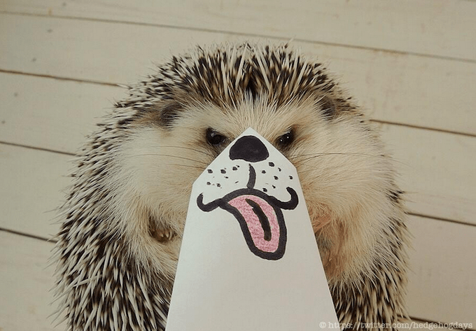 Adorable and Funny internet star Marutaro the Hedgehog marutaro4