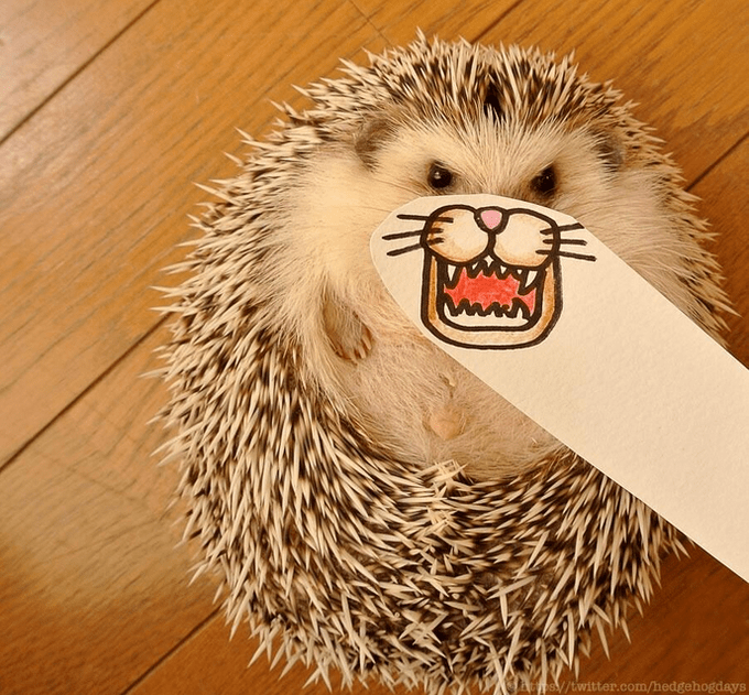 Adorable and Funny internet star Marutaro the Hedgehog marutaro5