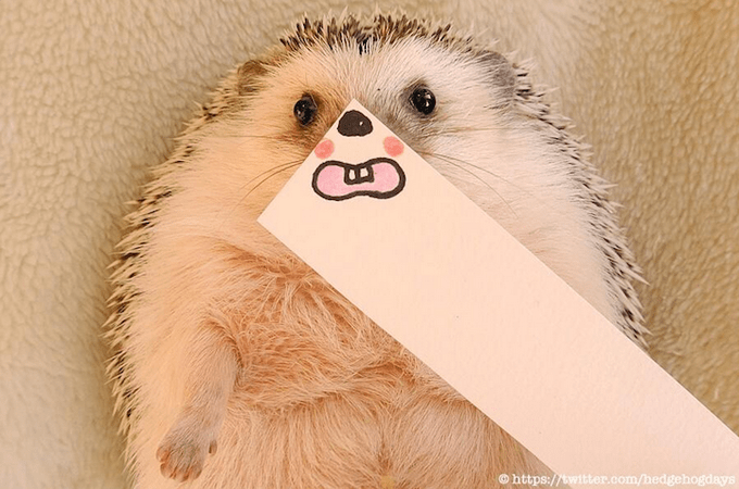 Adorable and Funny internet star Marutaro the Hedgehog marutaro8