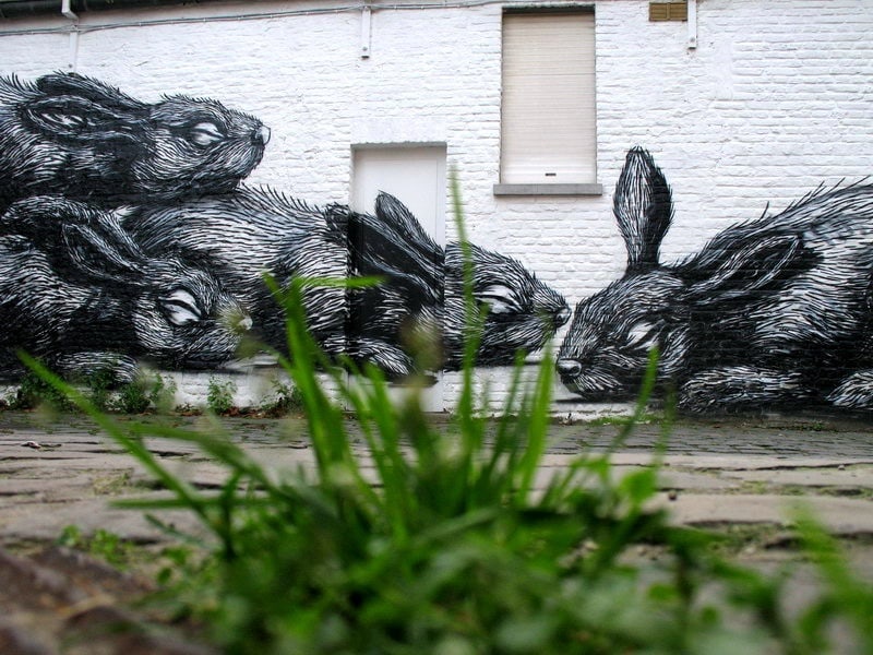 street_art_roa_10