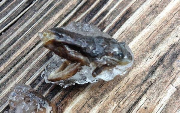 a+frozen+frog.+-+the+30+most+amazing+photos+of+frozen+things+in+honor+of+the+coldest+morning+of+the+21st+century