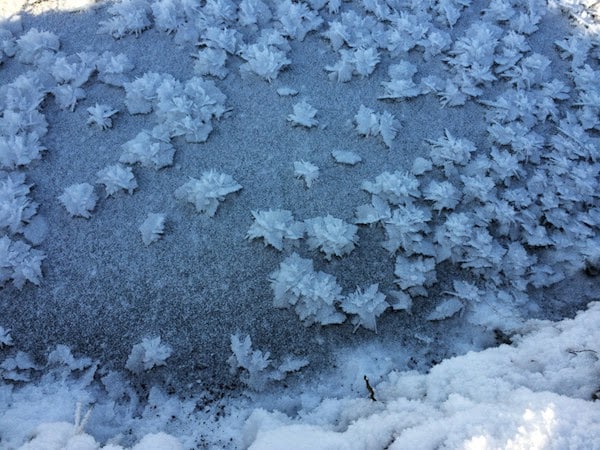 a+trail+of+frozen+flowers.+-+the+30+most+amazing+photos+of+frozen+things+in+honor+of+the+coldest+morning+of+the+21st+century