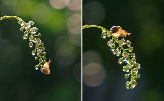 macro photography