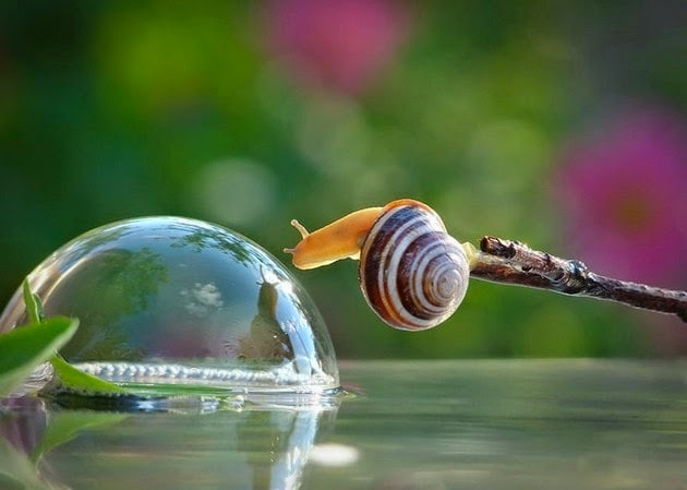 macro-photography