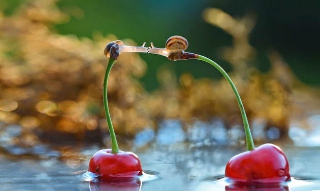 miniature world of snails