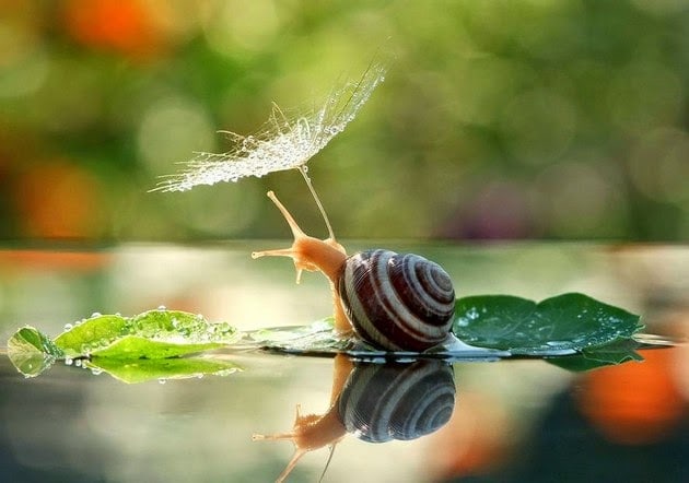snail-macro-photography-vyacheslav-mishchenko-1