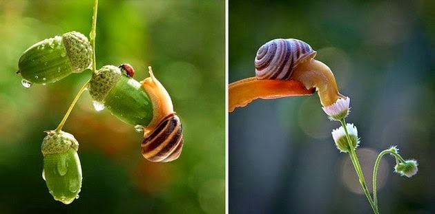 snail-macro-photography-vyacheslav-mishchenko-4