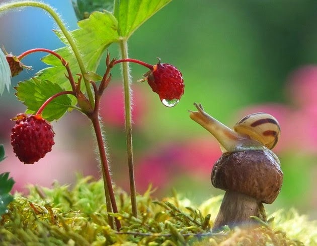 snail-macro-photography-vyacheslav-mishchenko-5
