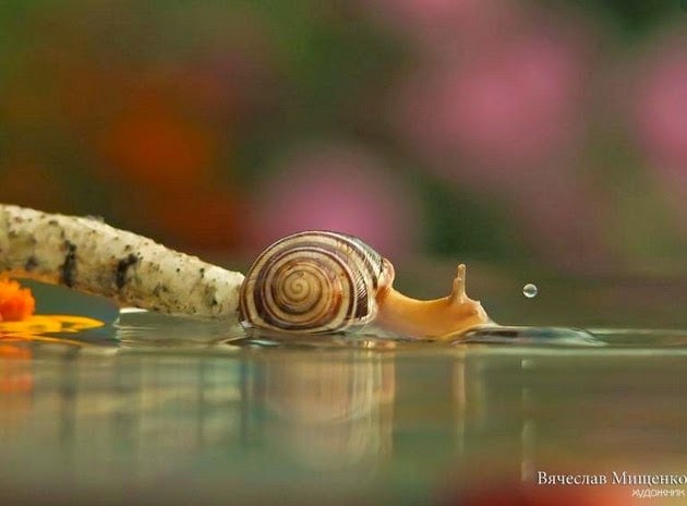 snail-macro-photography-vyacheslav-mishchenko-7