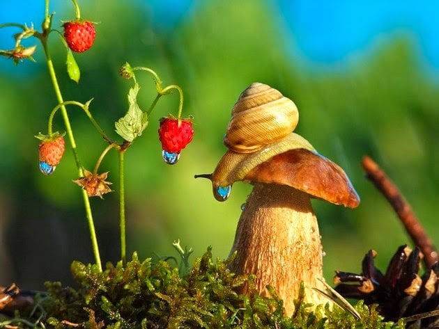 snail-macro-photography-vyacheslav-mishchenko-8