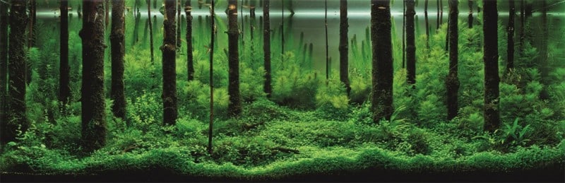 underwater-art-aquascaping-01-1024x332