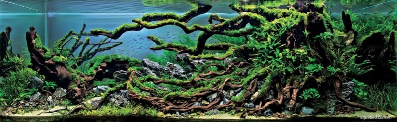 underwater-art-aquascaping-04-1024x316