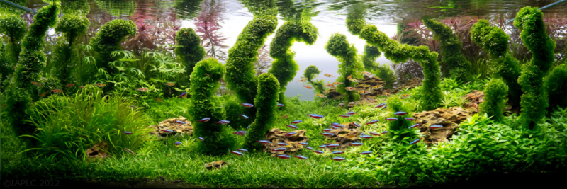 underwater-art-aquascaping-07-1024x343