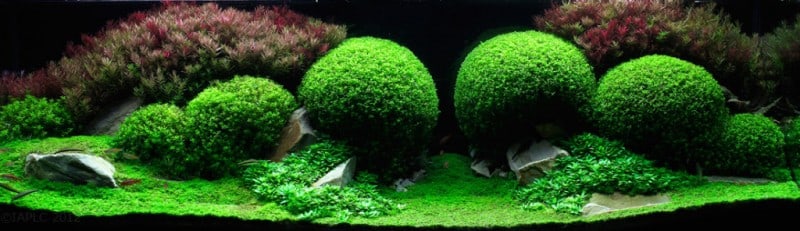 underwater-art-aquascaping-08-1024x296