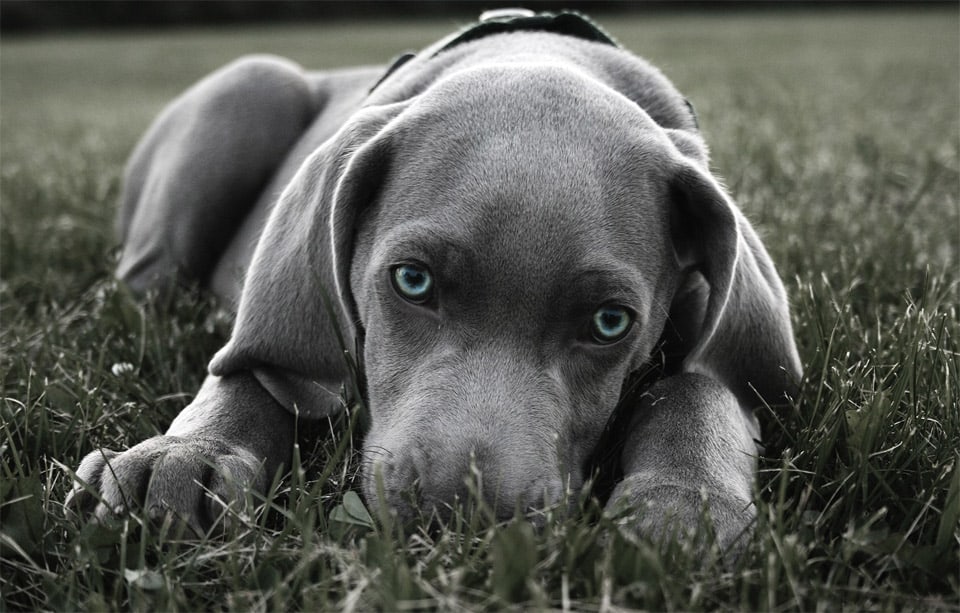 beautiful-dog-photos-03