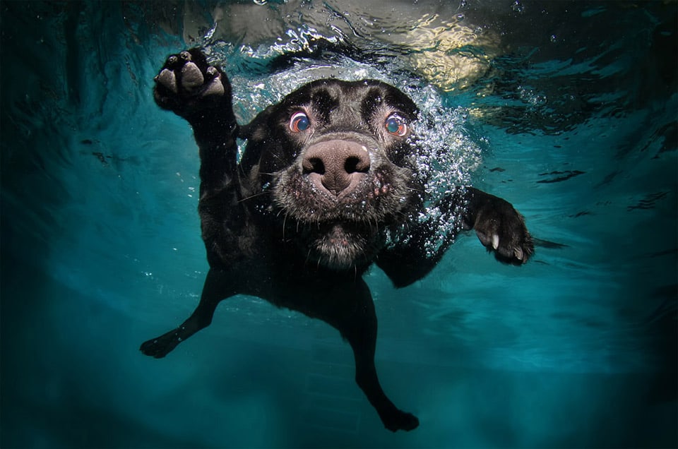 beautiful-dog-photos-06
