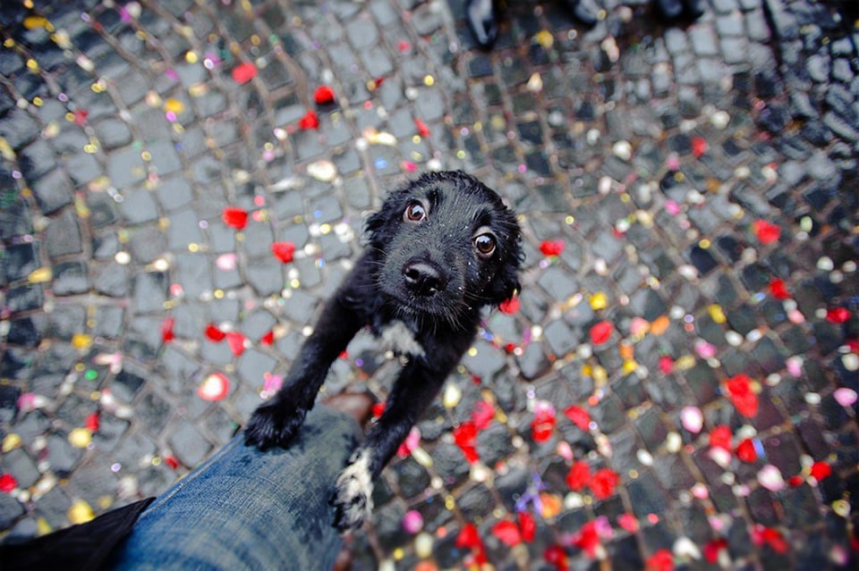 beautiful-dog-photos-10