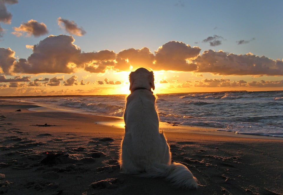 beautiful-dog-photos-12