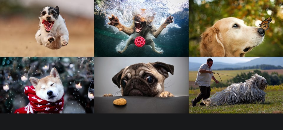 beautiful-dog-photos-13
