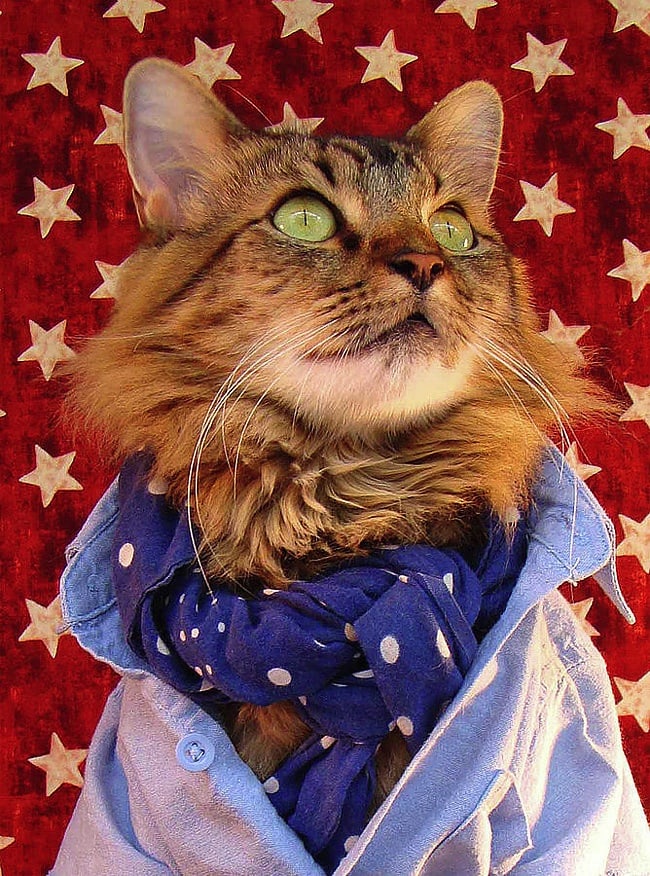 lorenzo_the_cat_by_joann_biondi_2014_02