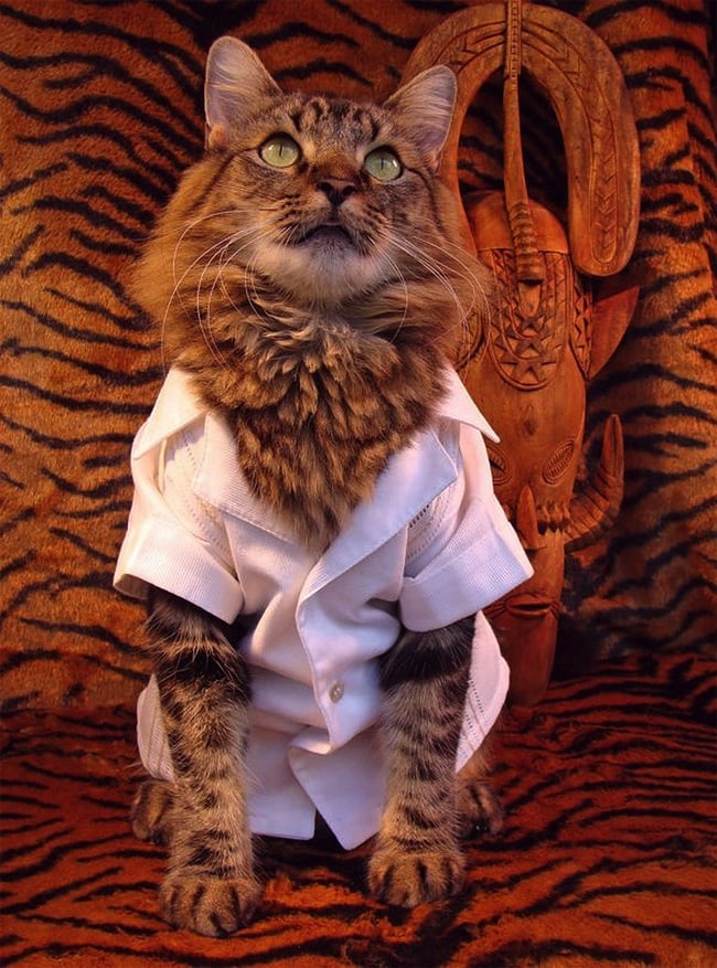 lorenzo_the_cat_by_joann_biondi_2014_05