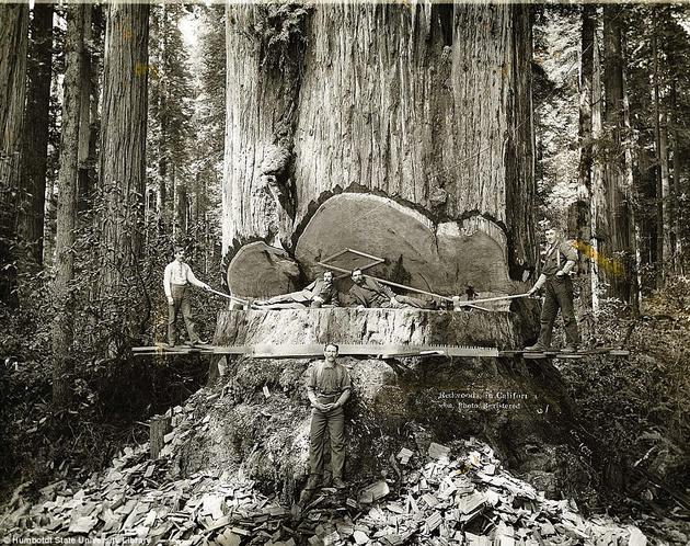 lumberjacks in california